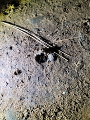 Myrmekiaphila comstocki