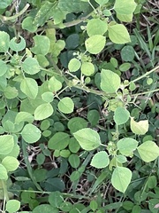 Acalypha indica