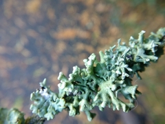 Hypogymnia tubulosa