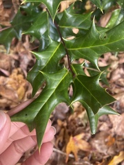 Ilex cornuta