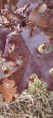 Quercus ellipsoidalis