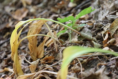 Allium victorialis