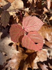 Rubus allegheniensis