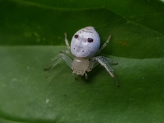 Firmicus bragantinus