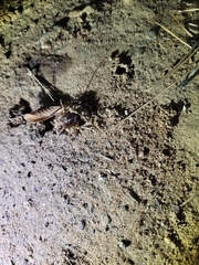 Myrmekiaphila comstocki