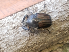 Ischnoscelis hoepfneri