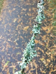 Hypogymnia tubulosa