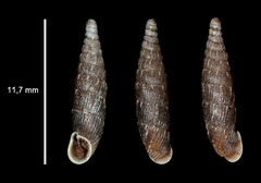 Macrogastra plicatula