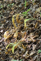 Allium victorialis