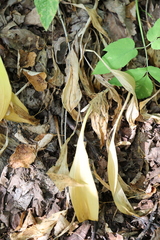 Allium victorialis