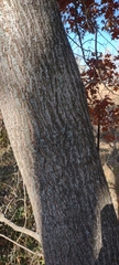 Quercus ellipsoidalis