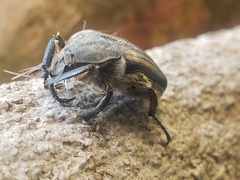 Ischnoscelis hoepfneri