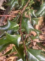 Ilex cornuta