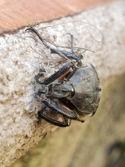 Ischnoscelis hoepfneri