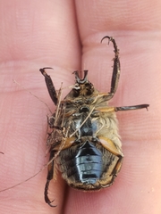Ischnoscelis hoepfneri