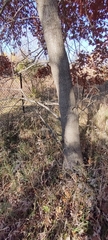Quercus ellipsoidalis