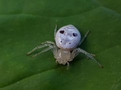 Firmicus bragantinus