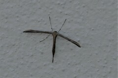 Emmelina
