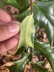 Ilex cornuta