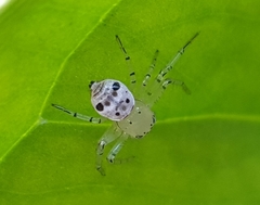 Firmicus bragantinus