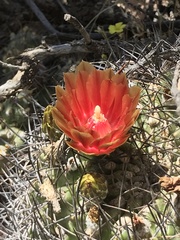 Eriosyce curvispina
