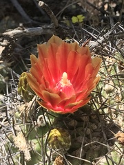 Eriosyce curvispina