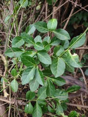 Trachelospermum asiaticum