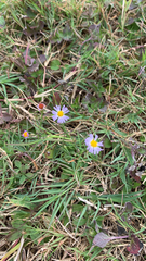 Symphyotrichum divaricatum