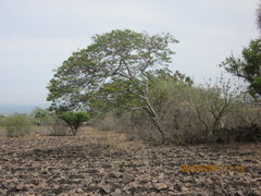 Conzattia multiflora
