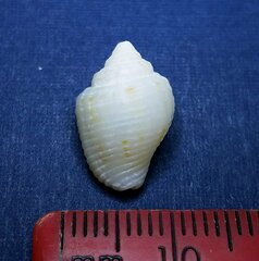 Columbella mercatoria