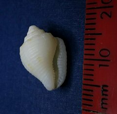 Columbella mercatoria