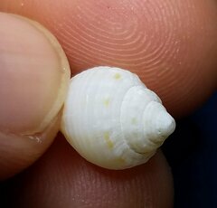 Columbella mercatoria