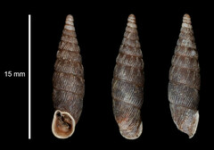 Macrogastra attenuata