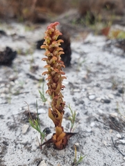 Disa pygmaea