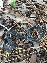 Lampropeltis getula