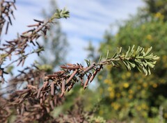 Indigofera flabellata