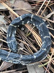 Lampropeltis getula