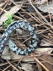 Lampropeltis getula