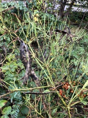 Lathyrus latifolius