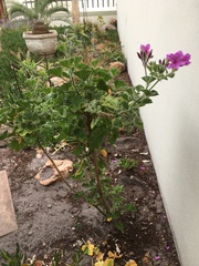Pelargonium cucullatum cucullatum