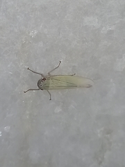 Cofana spectra