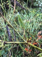 Lathyrus latifolius