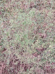 Lepidium ruderale