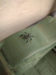 Acanthocephalini