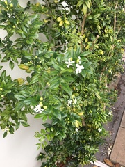 Jasminum officinale