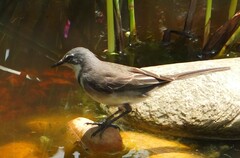 Motacilla capensis capensis