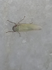 Cofana spectra