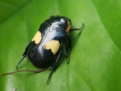 Pedinorrhina trivittata