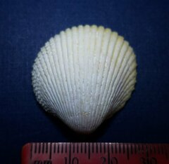 Dallocardia muricata