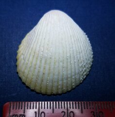 Dallocardia muricata